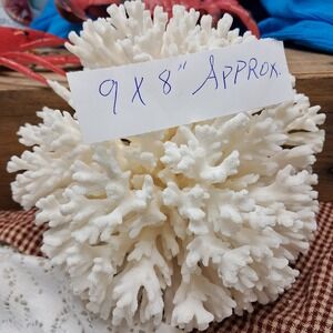 Large Natural White Coral Branch Coastal Decor Aquarium Display 9x8‎